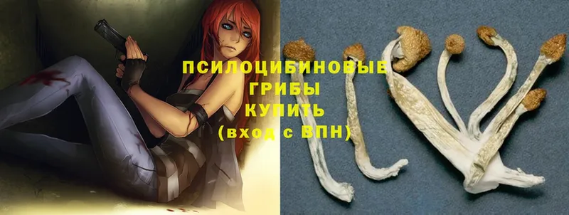 Псилоцибиновые грибы Psilocybe  купить  цена  Шарыпово 